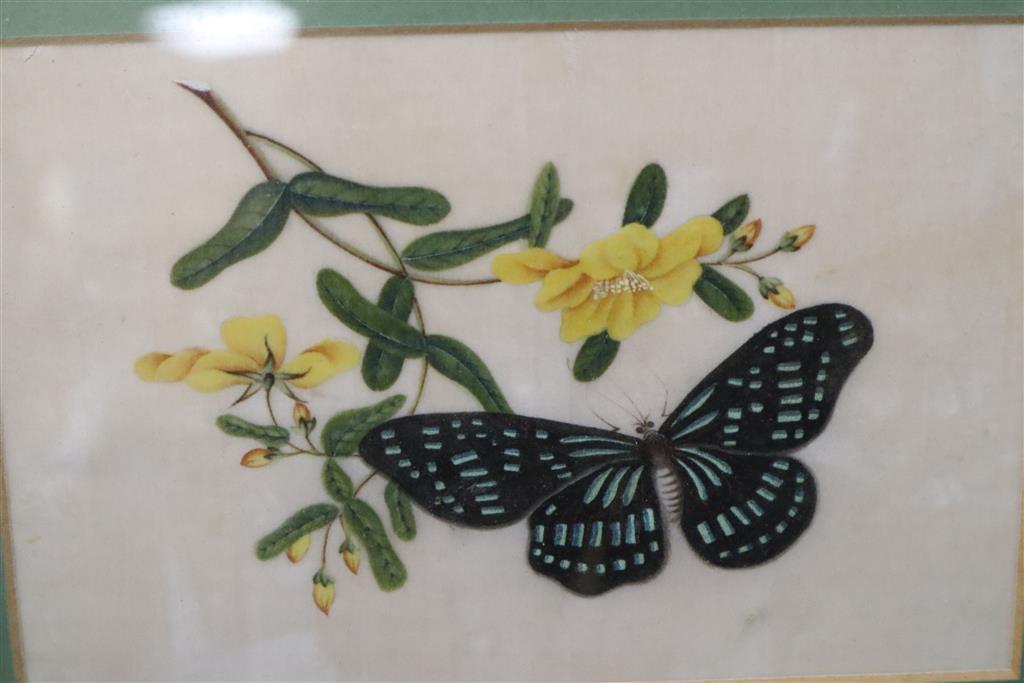 19th century Chinese School, gouache on pith paper, Study of a butterfly and flowers, 11 x 17cm and five other pictures